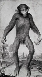 Chimpanzee, 1699